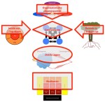 Icon COM Branding Plan